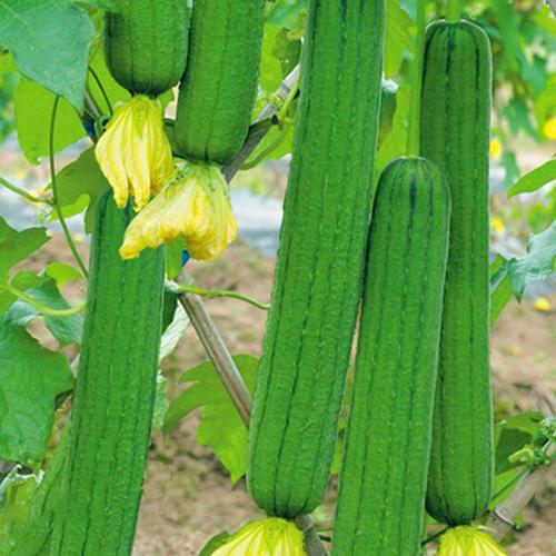 鼎牌優(yōu)比/三比1/6號肉絲瓜種子 早熟高產、四季可種的優(yōu)選蔬菜